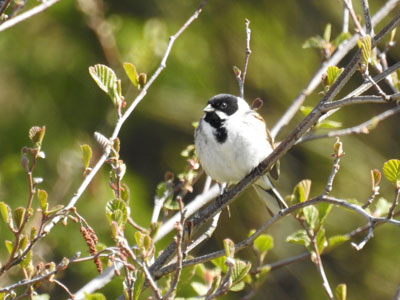 Reed Bunting