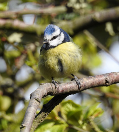 Blue Tit