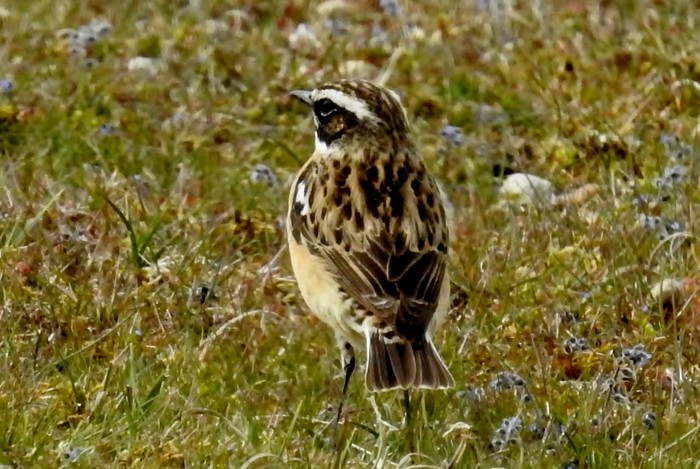 Whinchat