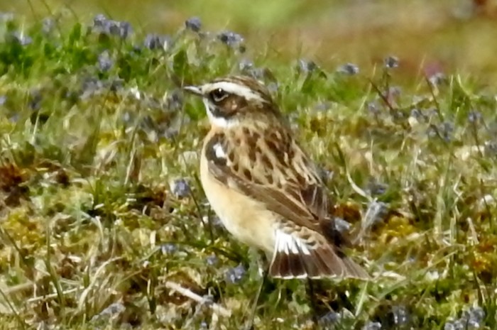 Whinchat