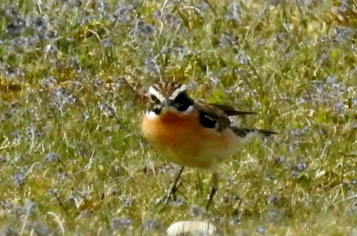 Whinchat