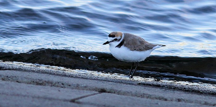 Kentish Plover