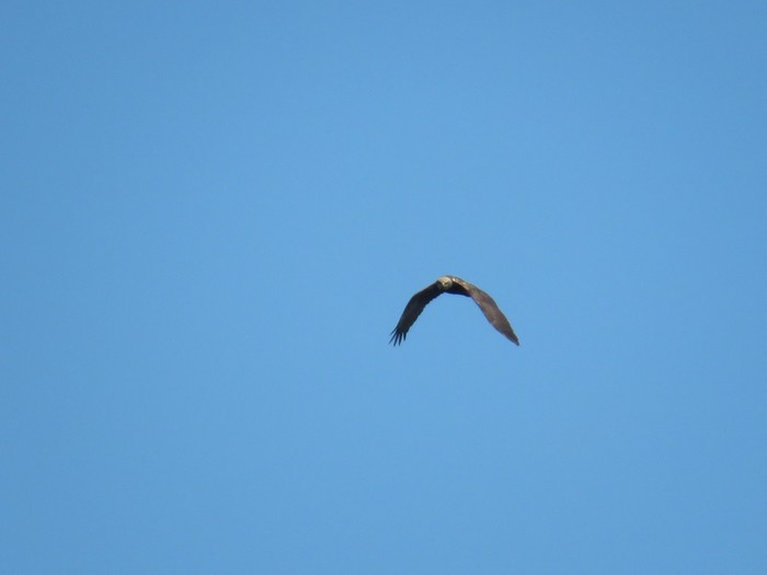 Marsh Harrier