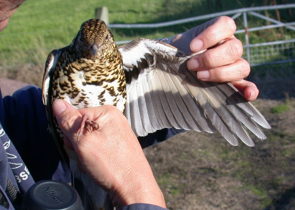 White's Thrush