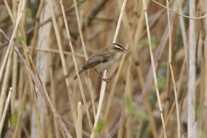 Sedge Warbler