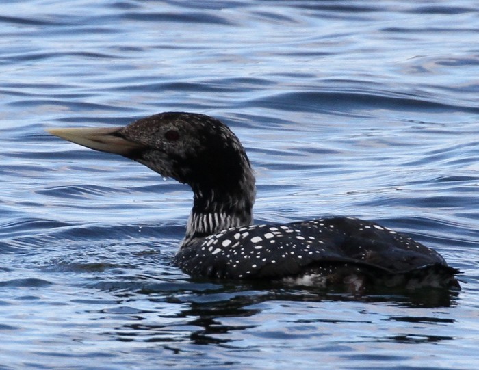 White-billed Diver