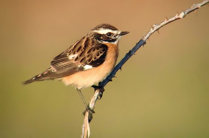 Whinchat