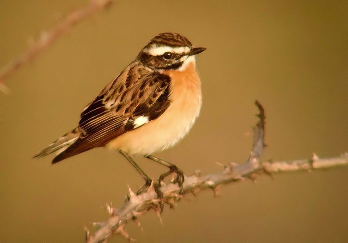 Whinchat