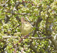 Grasshopper Warbler