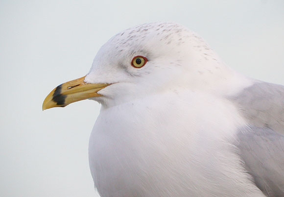 Ring-billed Gull