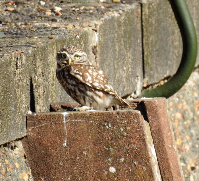 Little Owl