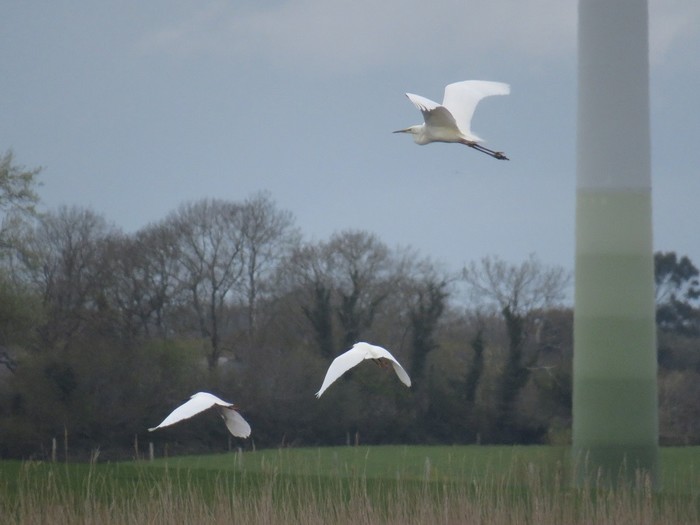 Great White Egret