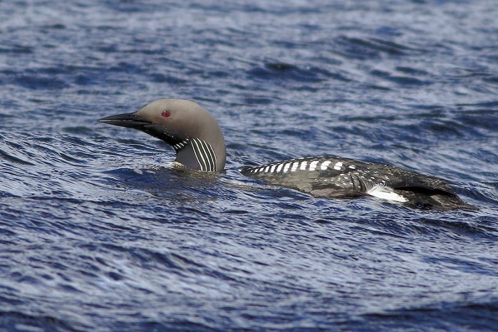 Black-throated Diver