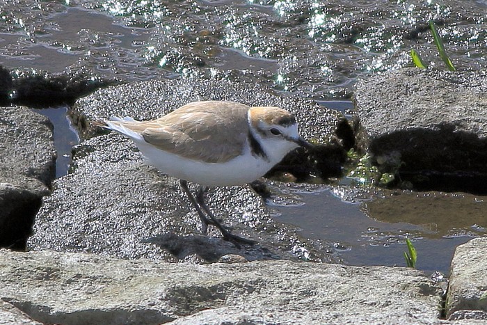 Kentish Plover