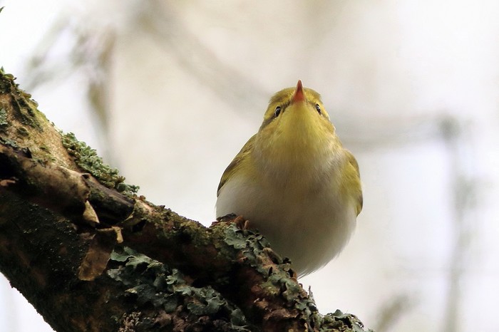 Wood Warbler