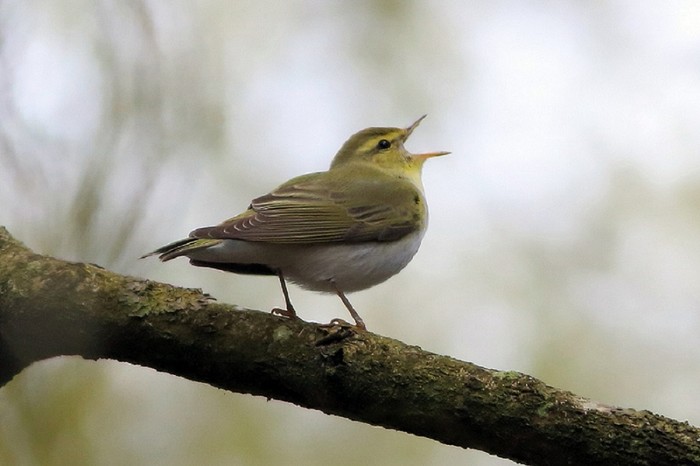 Wood Warbler