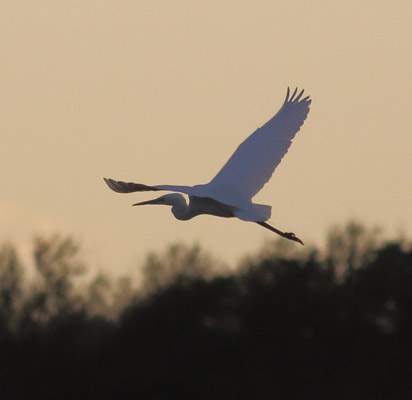 Great White Egret