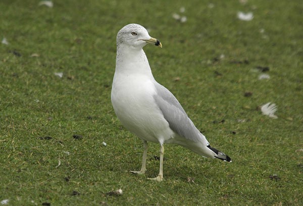 Ring-billed Gull