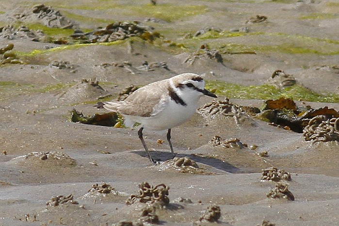 Kentish Plover