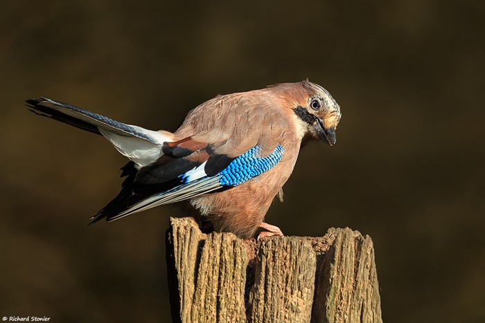 Jay