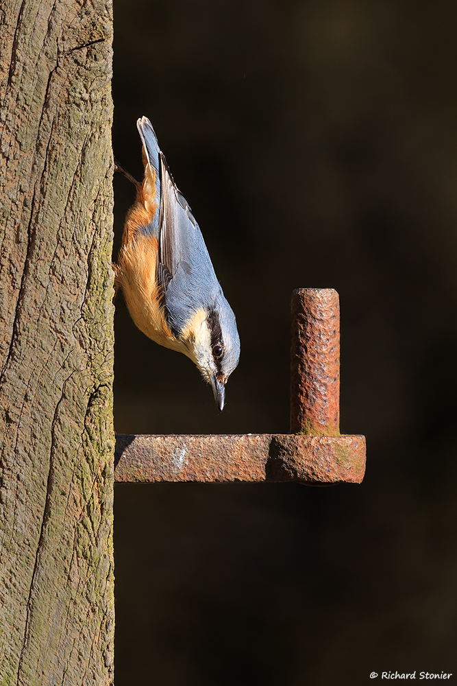 Nuthatch