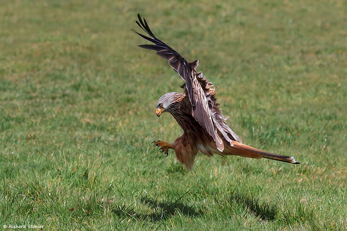 Red Kite