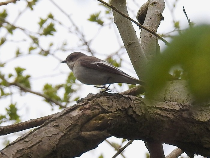 Pied Flycatcher