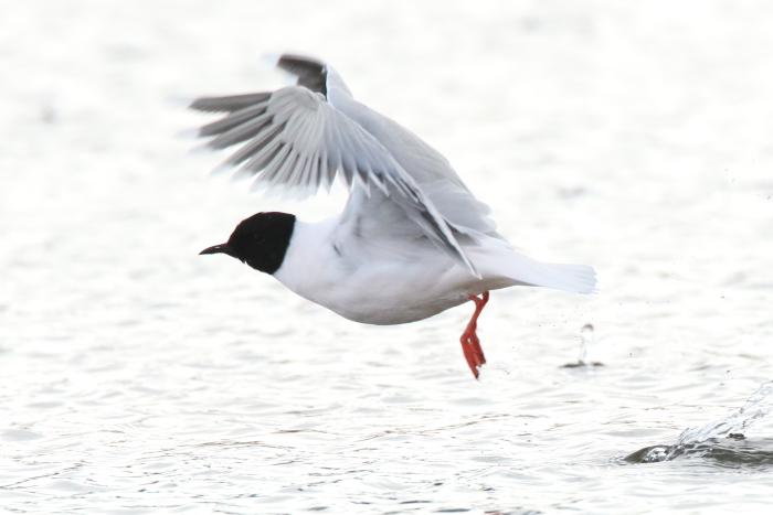 Little Gull