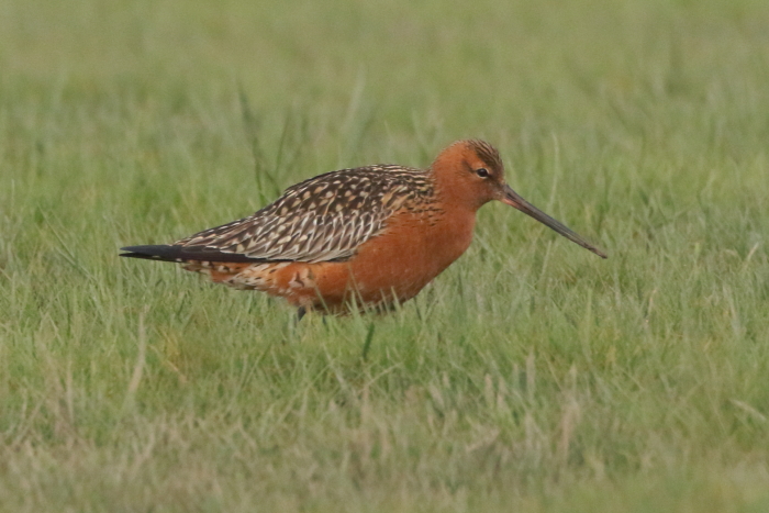 Bar-tailed Godwit