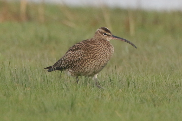 Whimbrel