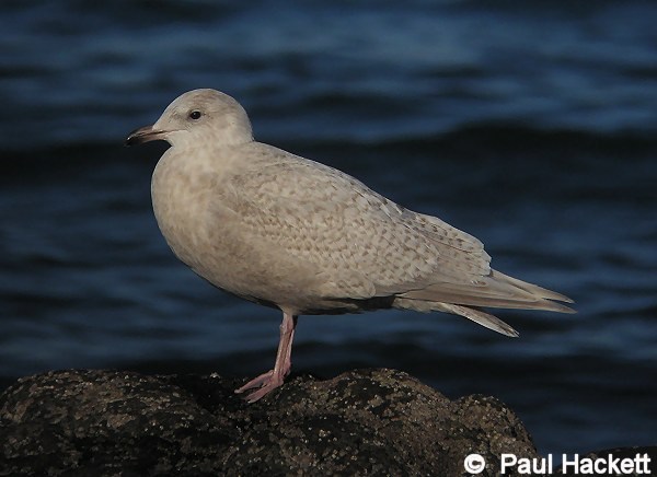 Kumlien's Gull