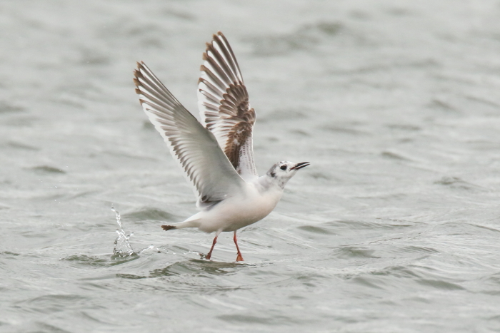 little gull
