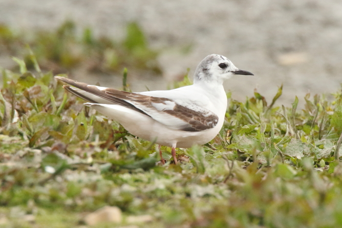 Little Gull