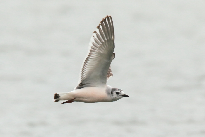 Little Gull