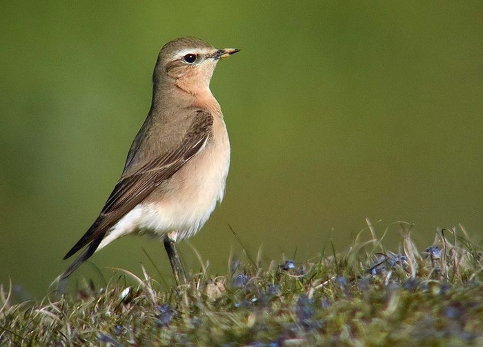 Wheatear