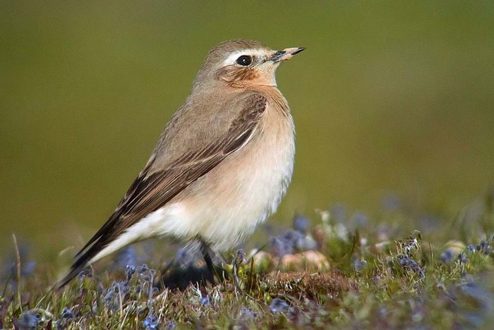 Wheatear