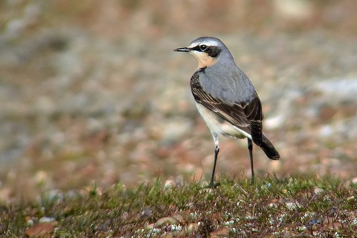 Wheatear