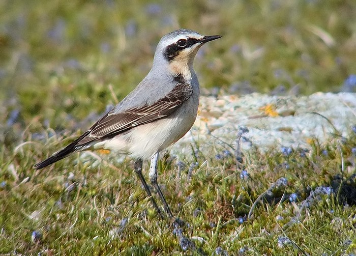 Wheatear