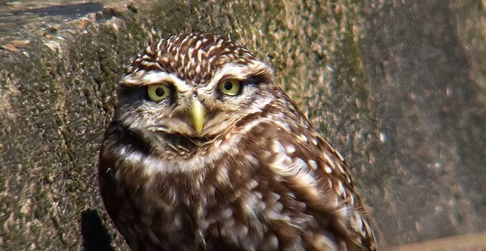 Little Owl