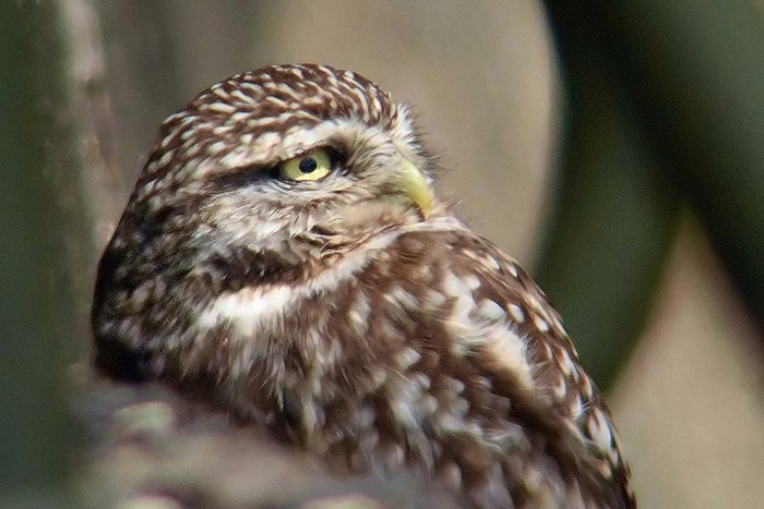 Little Owl