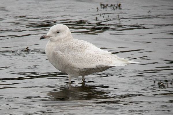 Iceland Gull