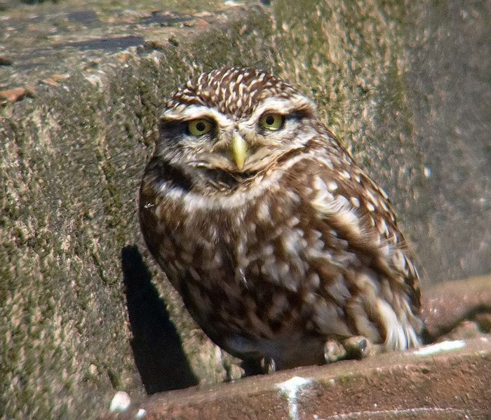 Little Owl