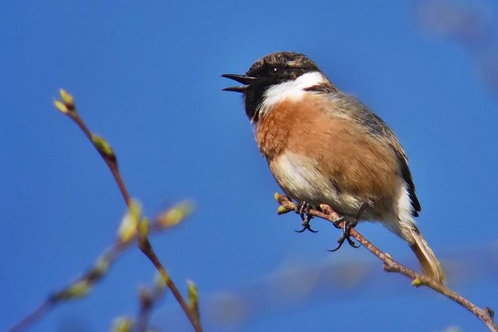 Stonechat