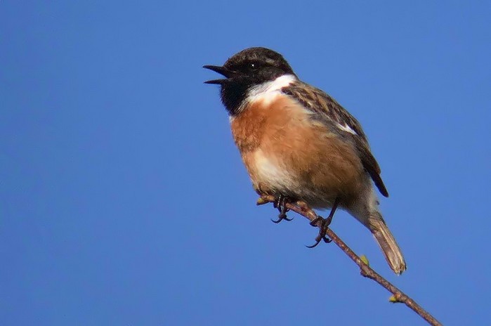Stonechat