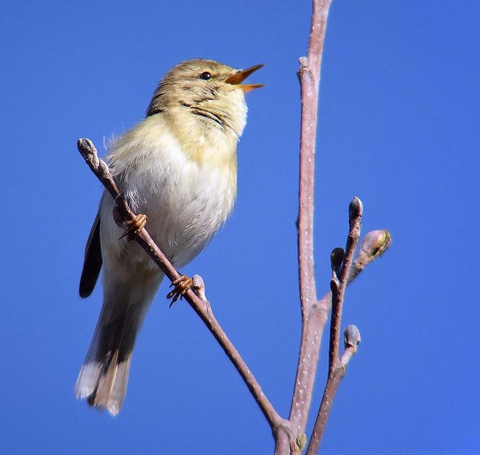 Willow Warbler