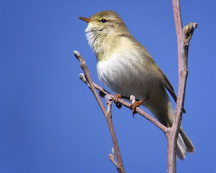 Willow Warbler