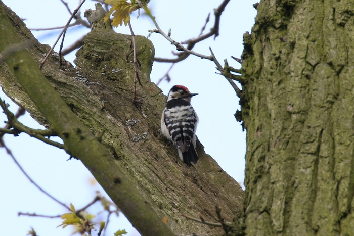 Lesser Spotted Woodpecker