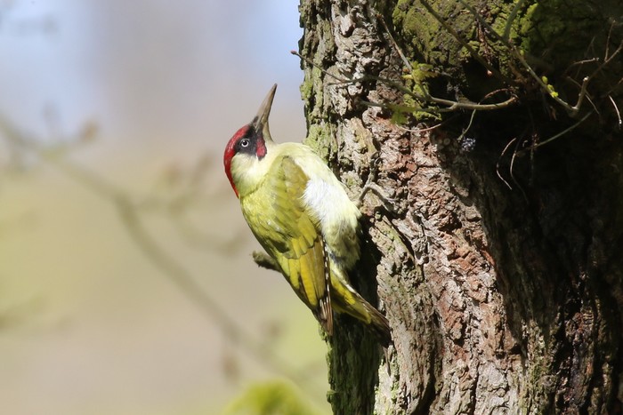 Green Woodpecker