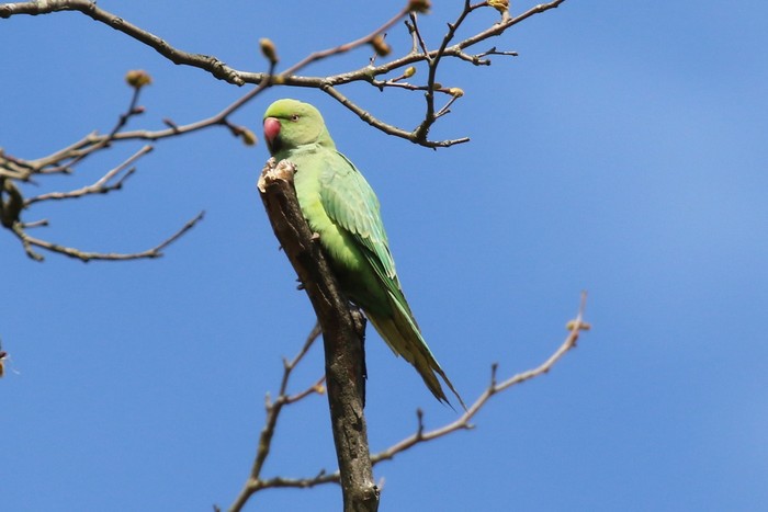 Ring-necked Parakeet