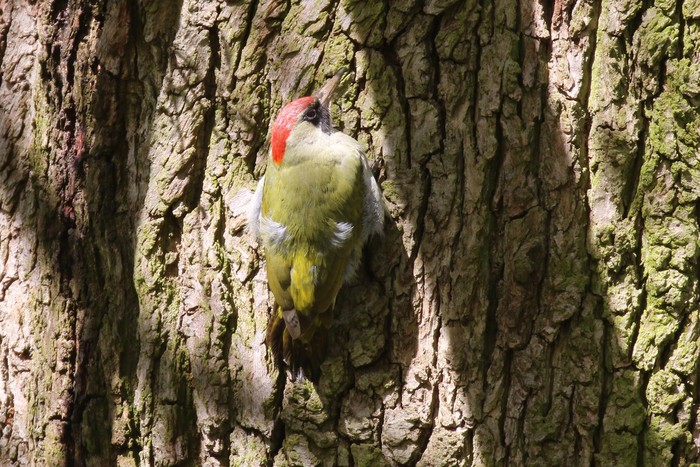 Green Woodpecker